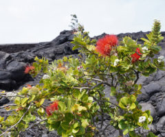 【ハワイ島ツアー】見所を1日で！キラウエア火山とマウナケア星空観測＜中編＞